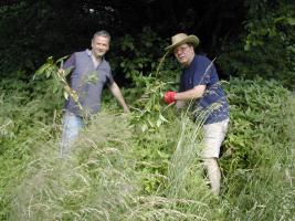 Balsam picking